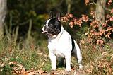 BOULEDOGUE FRANCAIS 1188